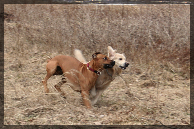 Minos and Cecar playing!