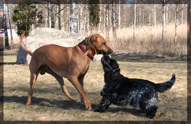 Minos and Sigge playing with a stick!