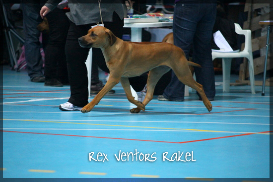 Rex Ventors Rakel!