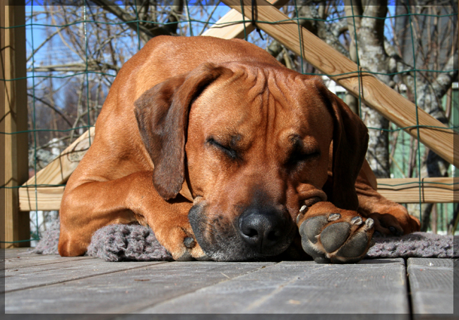 Minos sunbathing on the deck!