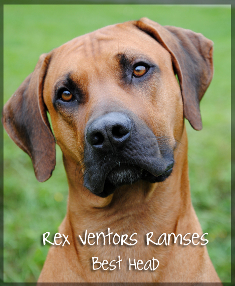 Rex Ventors Rakel!