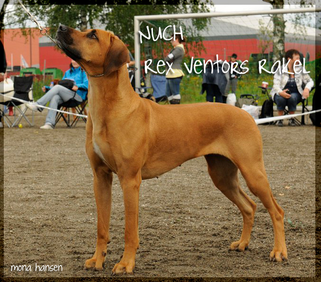 Rex Ventors Rakel!