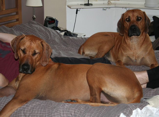 Minos with lovley brother Aston chilling in the bed!