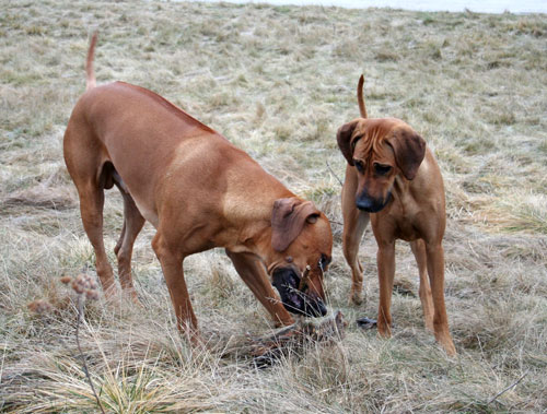 2 Rhodesian Ridgeback!