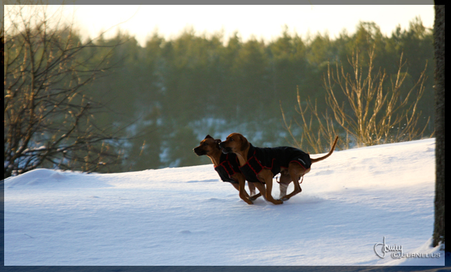 Minos and Vimla snowwalk!