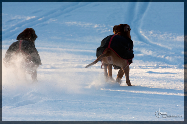 Minos and Vimla snowwalk!