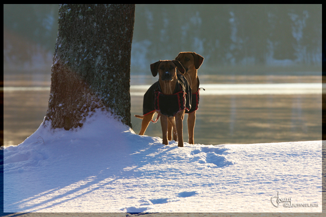 Minos and Vimla snowwalk!