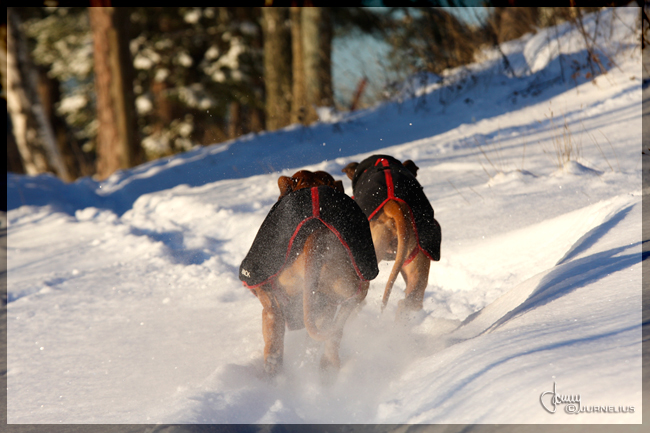 Minos and Vimla snowwalk!