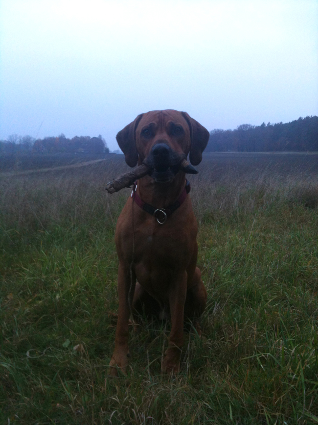 Swedish Blood/Field tracking champion!