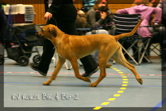Rex Ventors Rakel! Rex Ventors Rakel!