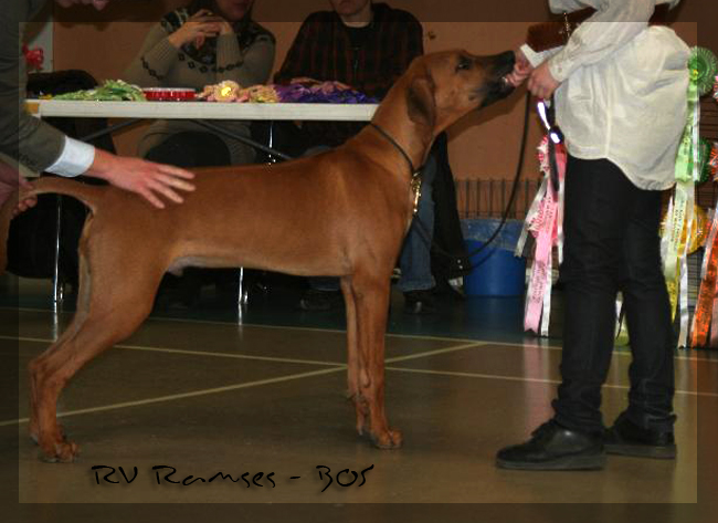 Rex Ventors Ramses - BOS! Rex Ventors Ramses - BOS!
