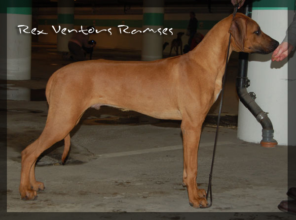 Rex Ventors Ramses! Rex Ventors Ramses!