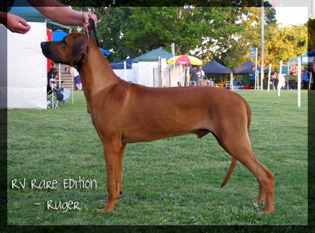 Rex Ventors Ruger! Rex Ventors Ruger!