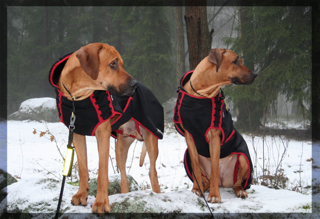 Sweethearts! Sweethearts!