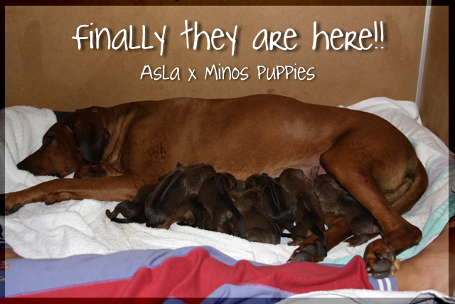 Asla x Minos puppies!