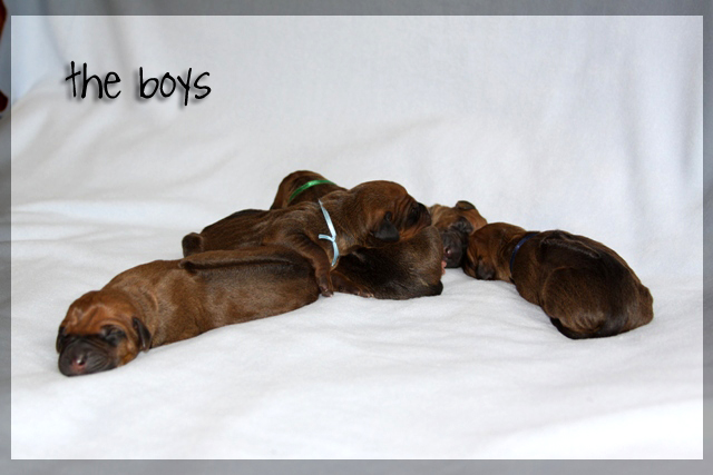 Asla x Minos puppies!