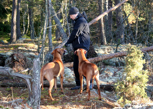 Lelle, Alva och Minos!