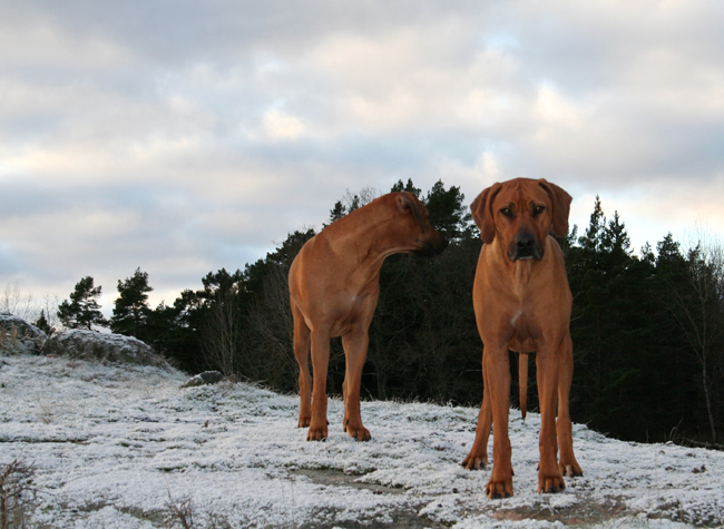 Minos and Aston! Minos and Aston!