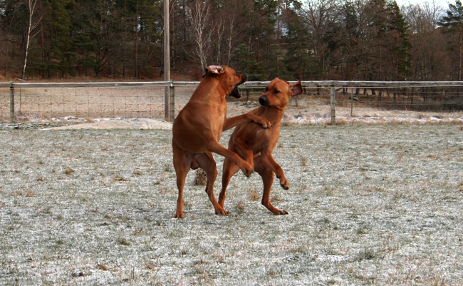 Minos and Aston! Minos and Aston!