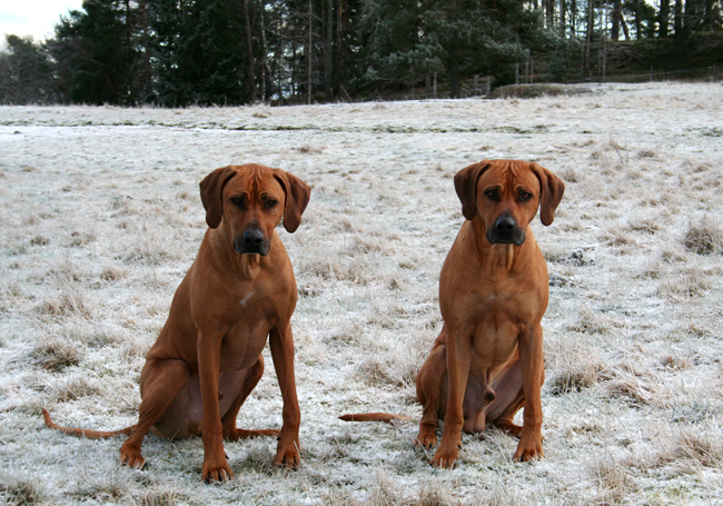 Brothers! Brothers!