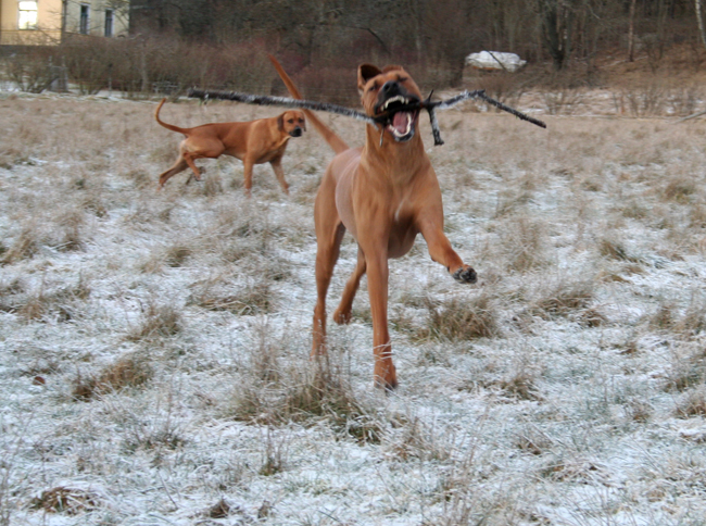 Playing with a stick!