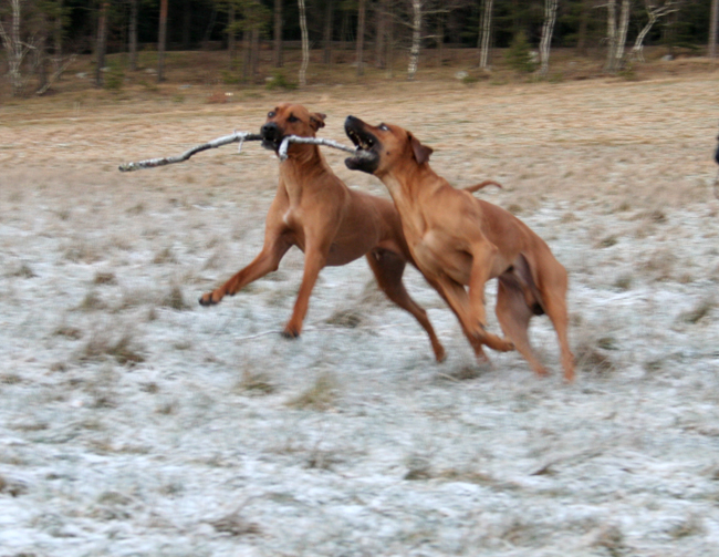 Playing with a stick!