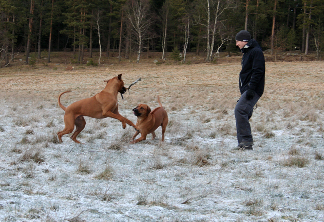 Playing with a stick!