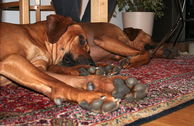 Taking a nap! Taking a nap!