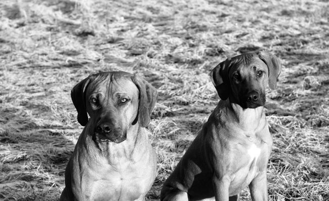 Father and son! Father and son!