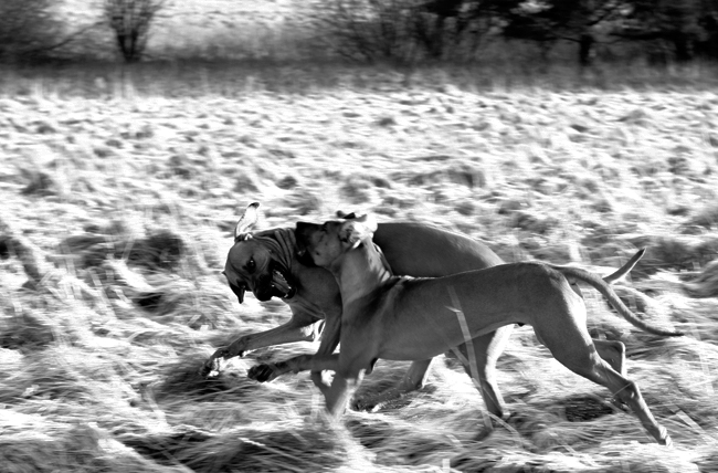 Playing! Playing!