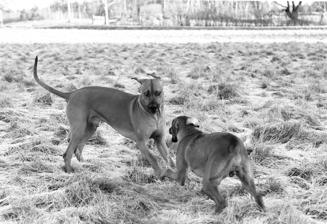 Playing! Playing!