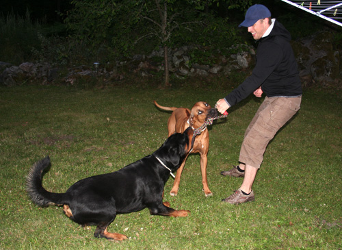 Husse Lelle, Vimla och Albin har dragkamp!