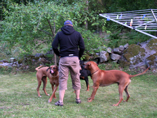 Minos, Albin och Vimla leker med Lelle!