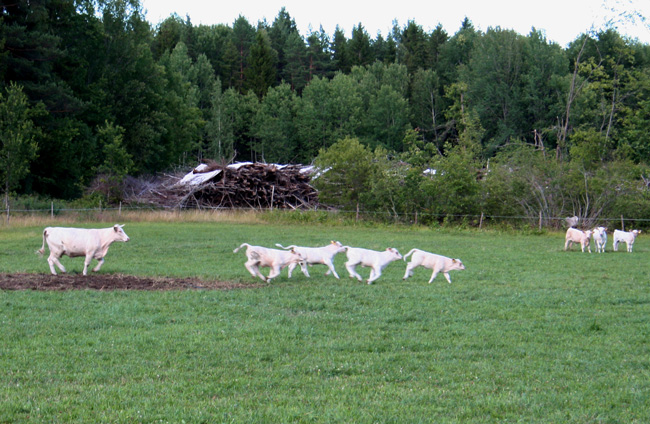 Cows and cafs!