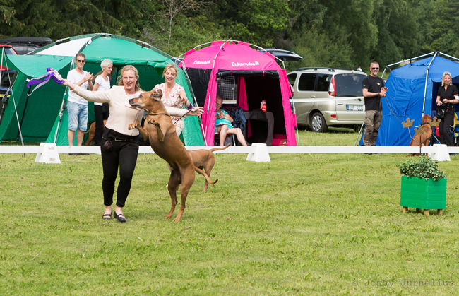 Swedish Rhodesian Ridgeback Speciality, BISS 2015 - Minos!