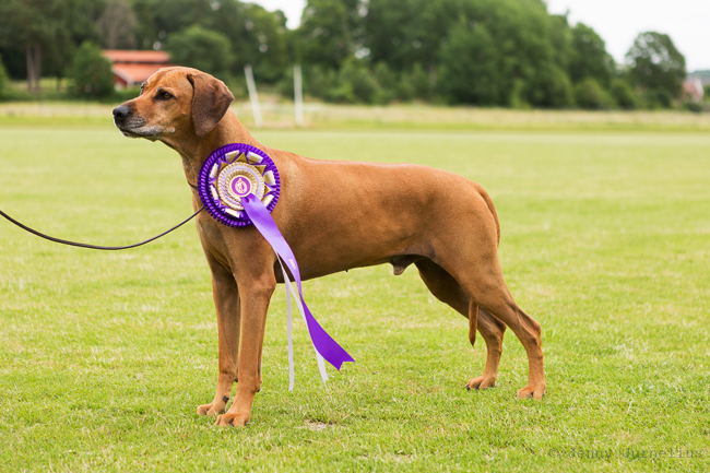 Swedish Rhodesian Ridgeback Speciality, BISS 2015 - Minos!