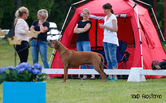 Swedish Rhodesian Ridgeback Speciality, BISS 2015 - Minos!