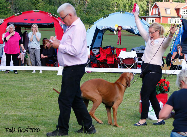 Swedish Rhodesian Ridgeback Speciality, BISS 2015 - Minos!