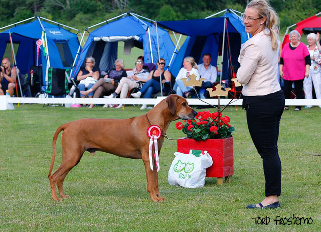 Swedish Rhodesian Ridgeback Speciality, BISS 2015 - Minos!