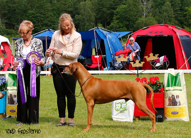 Swedish Rhodesian Ridgeback Speciality, BISS 2015 - Minos!