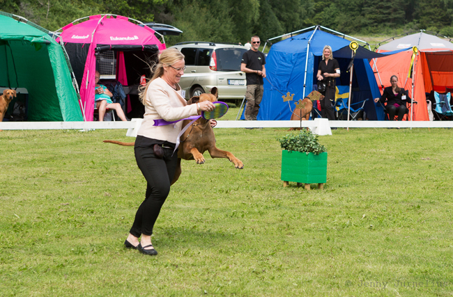 Swedish Rhodesian Ridgeback Speciality, BISS 2015 - Minos!