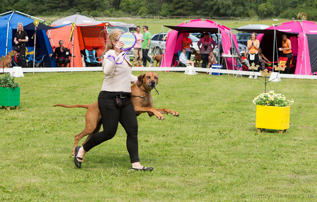 Swedish Rhodesian Ridgeback Speciality, BISS 2015 - Minos!