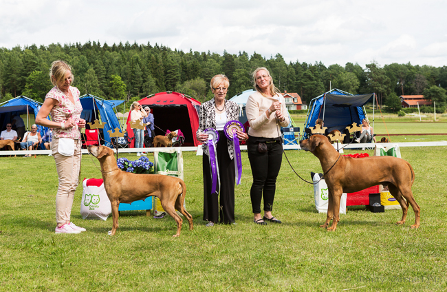 Swedish Rhodesian Ridgeback Speciality, BISS 2015 - Minos!