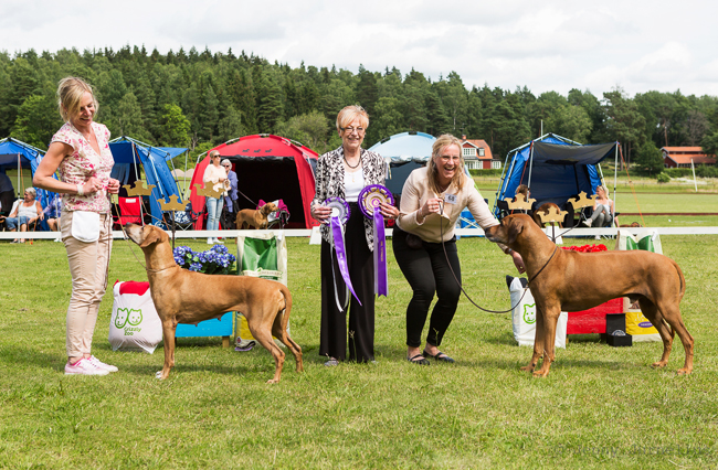 Swedish Rhodesian Ridgeback Speciality, BISS 2015 - Minos!