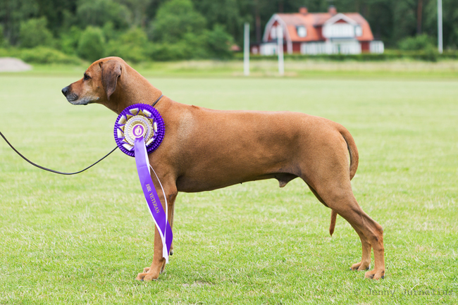 Swedish Rhodesian Ridgeback Speciality, BISS 2015 - Minos!