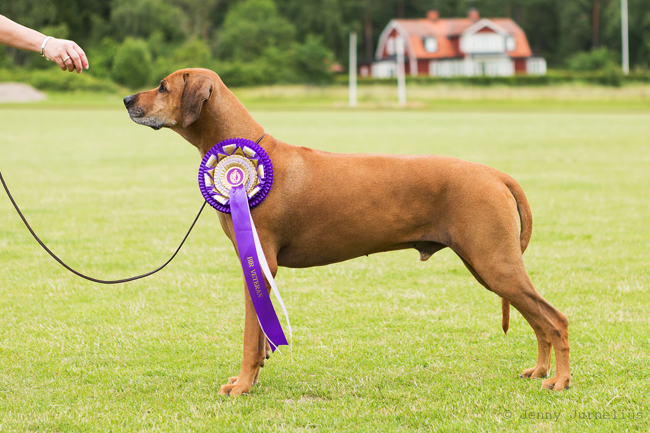 Swedish Rhodesian Ridgeback Speciality, BISS 2015 - Minos!