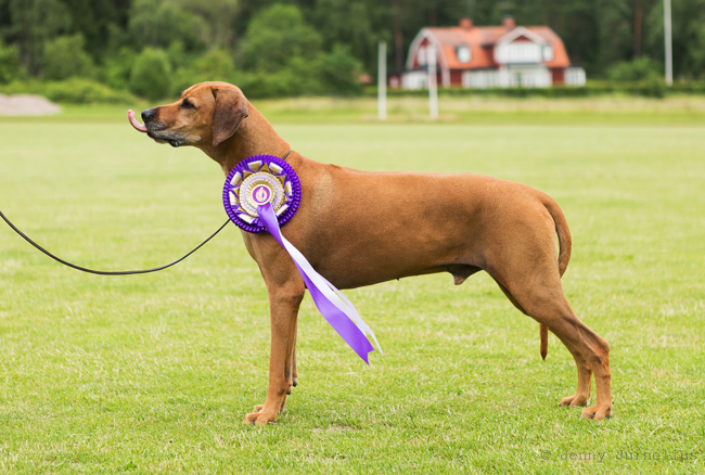 Swedish Rhodesian Ridgeback Speciality, BISS 2015 - Minos!