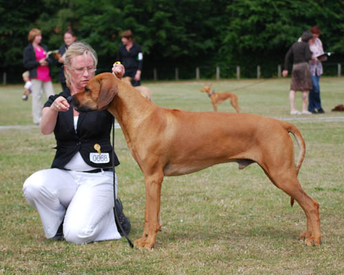 African Hunter's Amazing Baskervill at the World Dog Show 2010 !