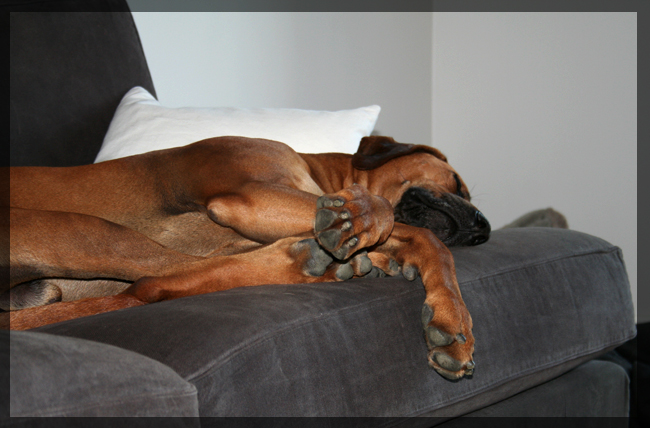 Minos sleeping! Minos sleeping!