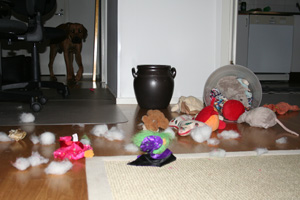 Minos har haft ut alla leksaker!